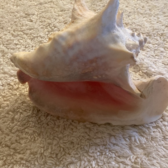 Conch Shell - Picture 4 of 4